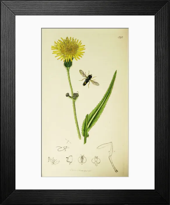 Framed Print : Curtis British Entomology Plate 593 Framed Print : Curtis British Entomology Plate 593