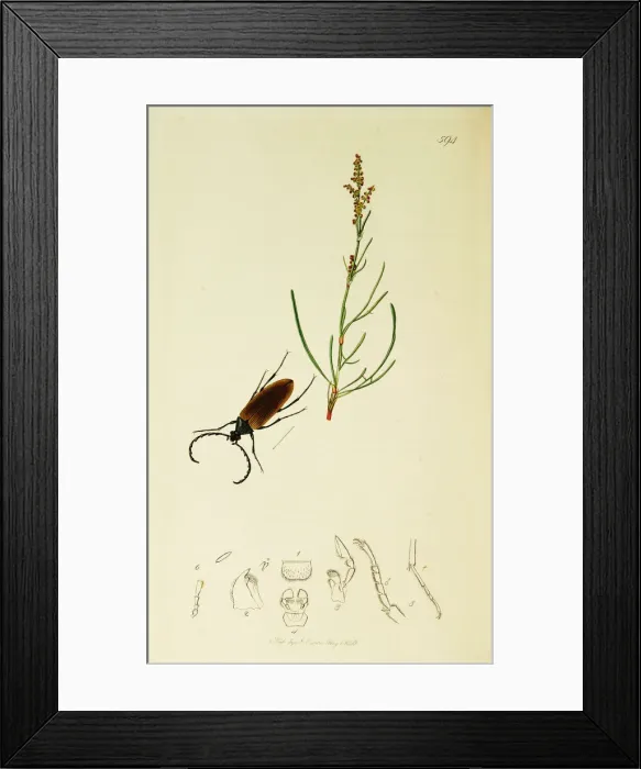 Framed Print : Curtis British Entomology Plate 594 Framed Print : Curtis British Entomology Plate 594
