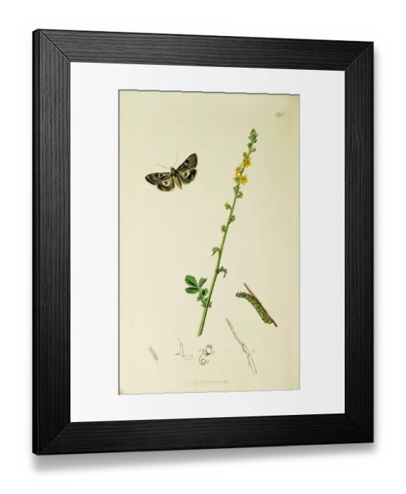 Framed Print : Curtis British Entomology Plate 595 Framed Print : Curtis British Entomology Plate 595
