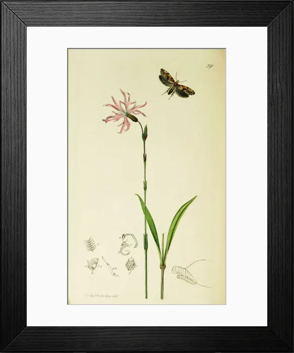 Framed Print : Curtis British Entomology Plate 591 Framed Print : Curtis British Entomology Plate 591