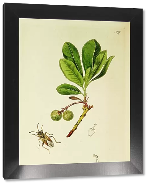 Curtis British Entomology Plate 597