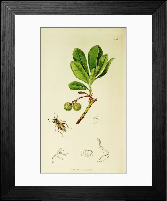 Framed Print : Curtis British Entomology Plate 597 Framed Print : Curtis British Entomology Plate 597