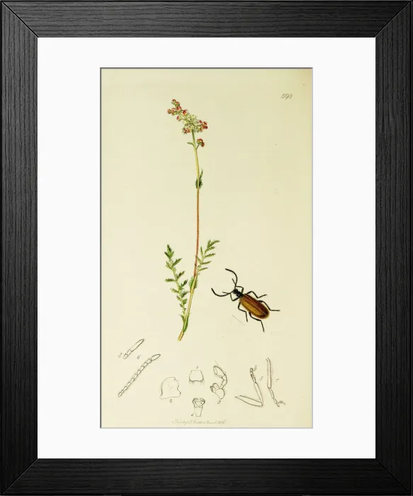Framed Print : Curtis British Entomology Plate 598 Framed Print : Curtis British Entomology Plate 598
