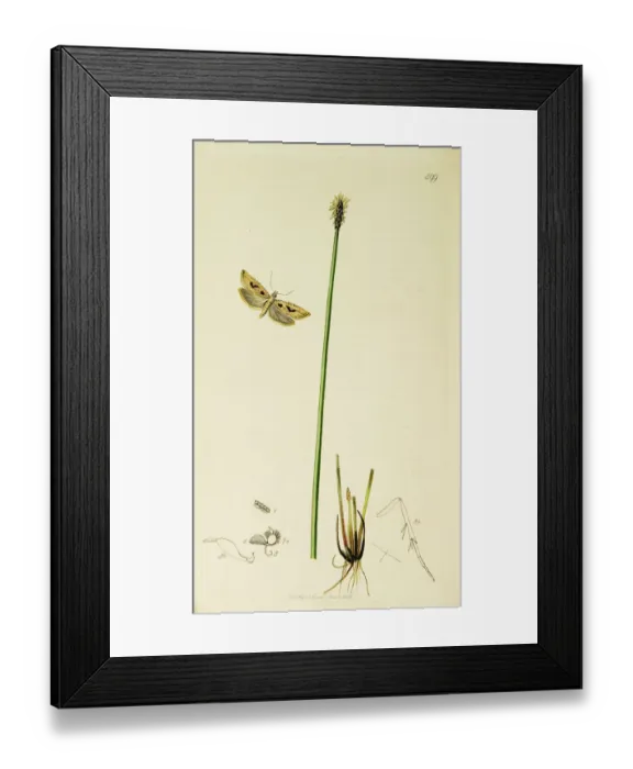 Framed Print : Curtis British Entomology Plate 599 Framed Print : Curtis British Entomology Plate 599