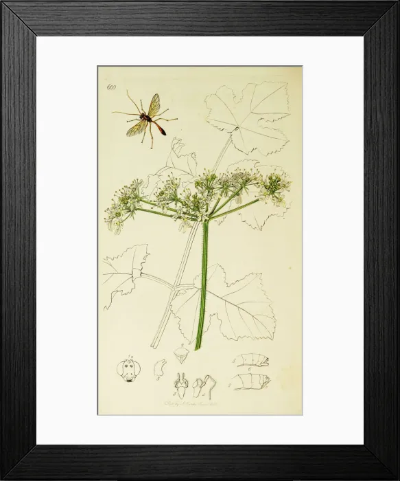 Framed Print : Curtis British Entomology Plate 600 Framed Print : Curtis British Entomology Plate 600