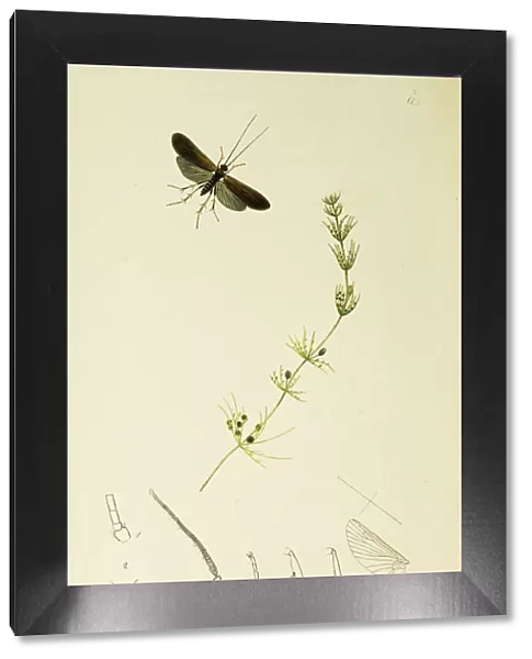 Curtis British Entomology Plate 601