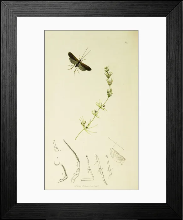 Framed Print : Curtis British Entomology Plate 601 Framed Print : Curtis British Entomology Plate 601