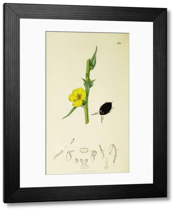 Framed Print : Curtis British Entomology Plate 602 Framed Print : Curtis British Entomology Plate 602