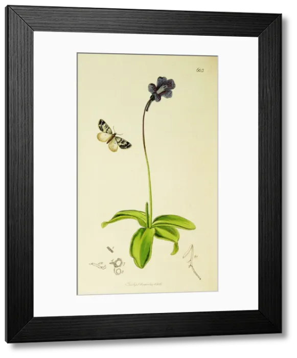 Framed Print : Curtis British Entomology Plate 603 Framed Print : Curtis British Entomology Plate 603