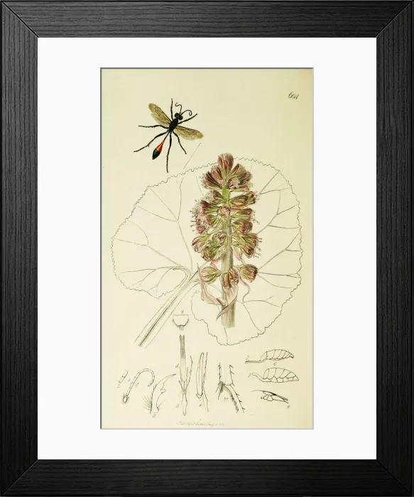 Framed Print : Curtis British Entomology Plate 604 Framed Print : Curtis British Entomology Plate 604