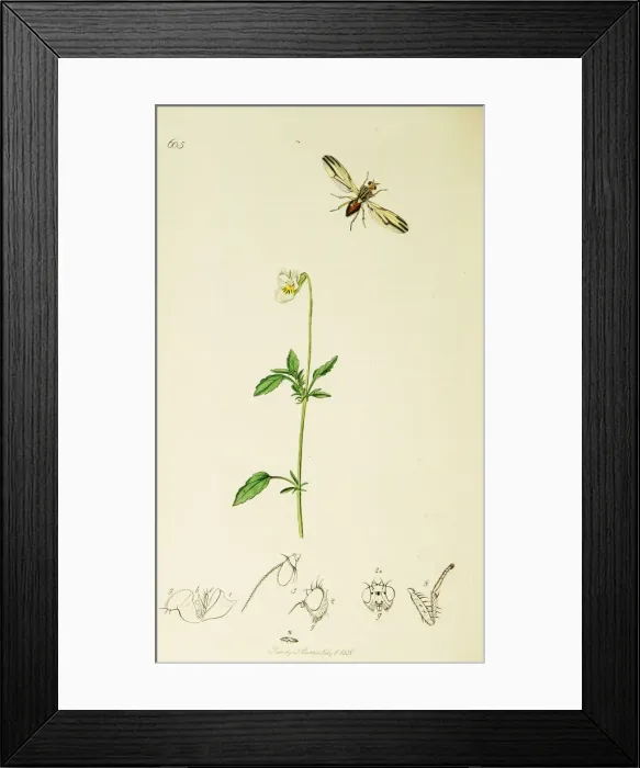 Framed Print : Curtis British Entomology Plate 605 Framed Print : Curtis British Entomology Plate 605