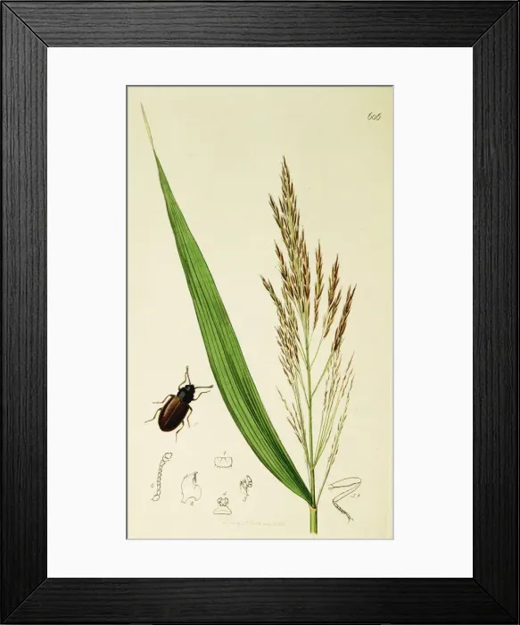 Framed Print : Curtis British Entomology Plate 606