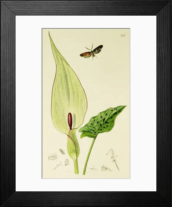 Framed Print : Curtis British Entomology Plate 607 Framed Print : Curtis British Entomology Plate 607