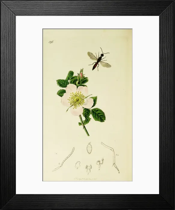 Framed Print : Curtis British Entomology Plate 596 Framed Print : Curtis British Entomology Plate 596