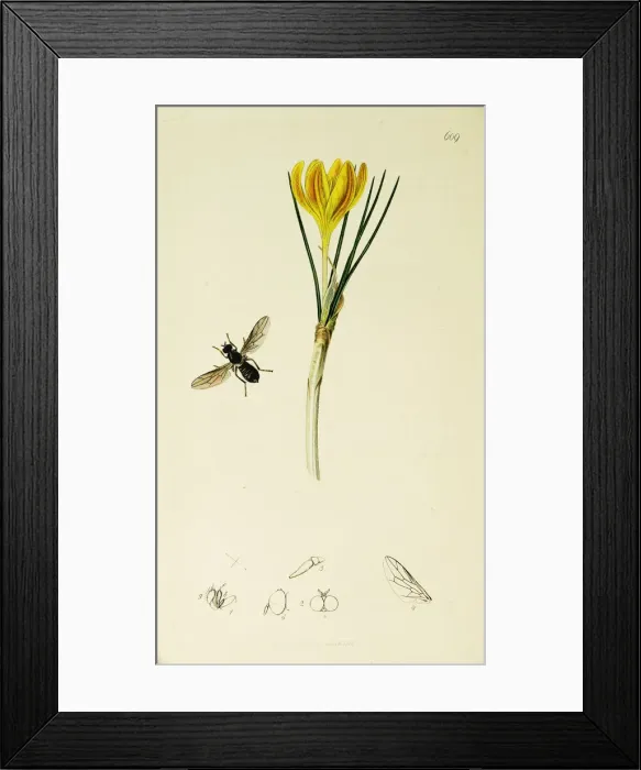 Framed Print : Curtis British Entomology Plate 609 Framed Print : Curtis British Entomology Plate 609
