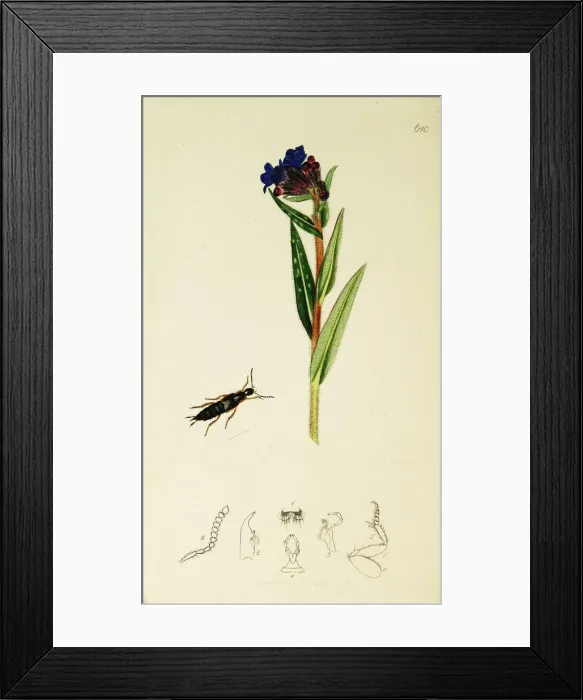 Framed Print : Curtis British Entomology Plate 610 Framed Print : Curtis British Entomology Plate 610