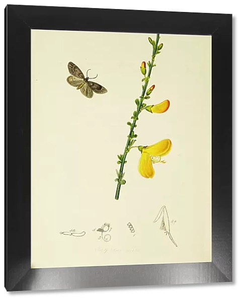 Curtis British Entomology Plate 611