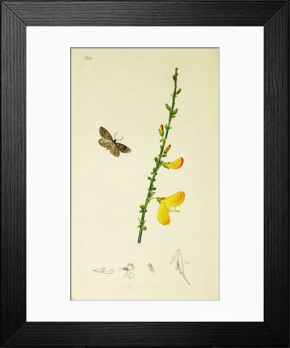 Framed Print : Curtis British Entomology Plate 611 Framed Print : Curtis British Entomology Plate 611
