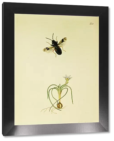 Curtis British Entomology Plate 612
