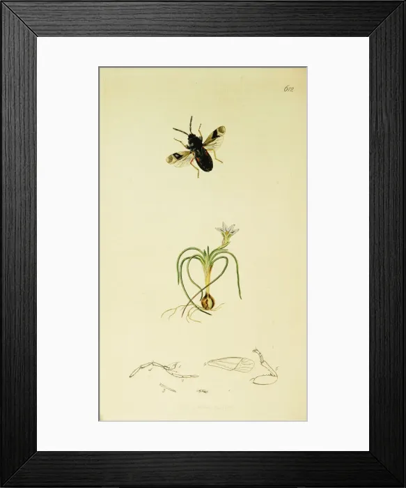 Framed Print : Curtis British Entomology Plate 612 Framed Print : Curtis British Entomology Plate 612