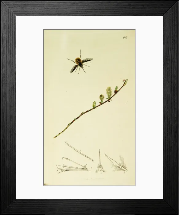Framed Print : Curtis British Entomology Plate 613 Framed Print : Curtis British Entomology Plate 613