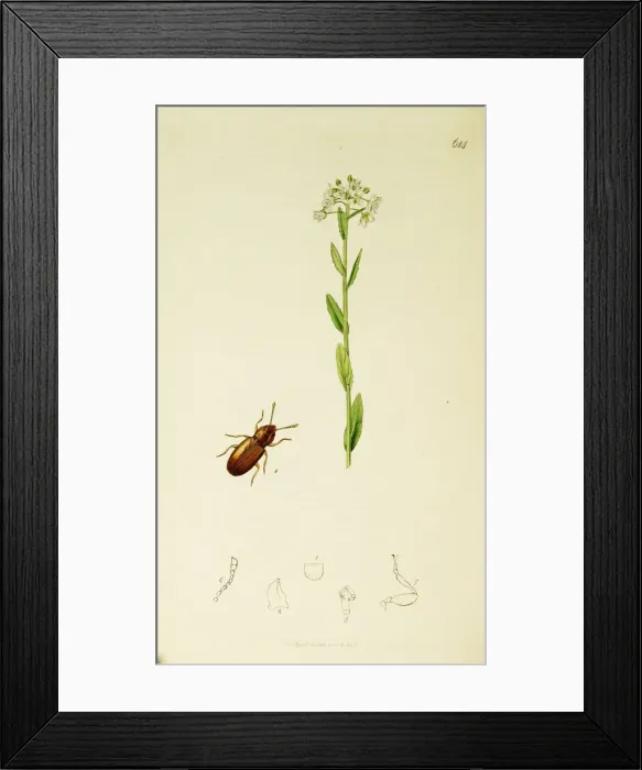 Framed Print : Curtis British Entomology Plate 614 Framed Print : Curtis British Entomology Plate 614