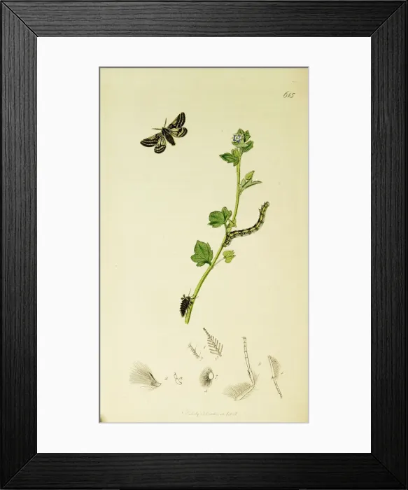 Framed Print : Curtis British Entomology Plate 615 Framed Print : Curtis British Entomology Plate 615