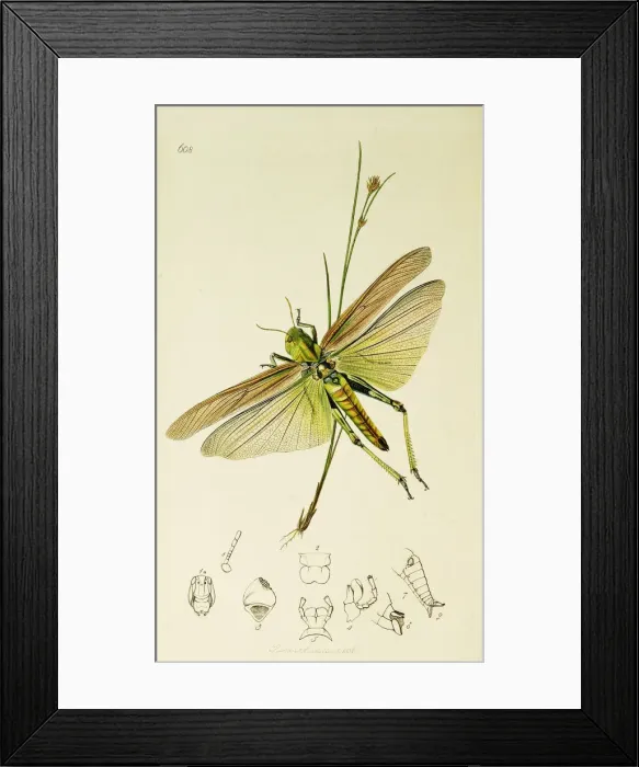 Framed Print : Curtis British Entomology Plate 608 Framed Print : Curtis British Entomology Plate 608