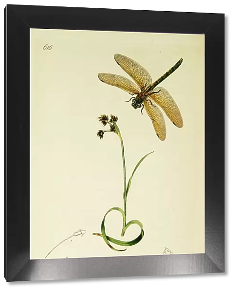 Curtis British Entomology Plate 616