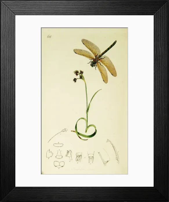 Framed Print : Curtis British Entomology Plate 616 Framed Print : Curtis British Entomology Plate 616