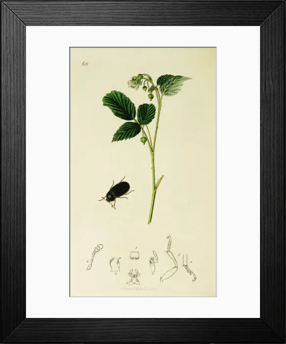 Framed Print : Curtis British Entomology Plate 618 Framed Print : Curtis British Entomology Plate 618