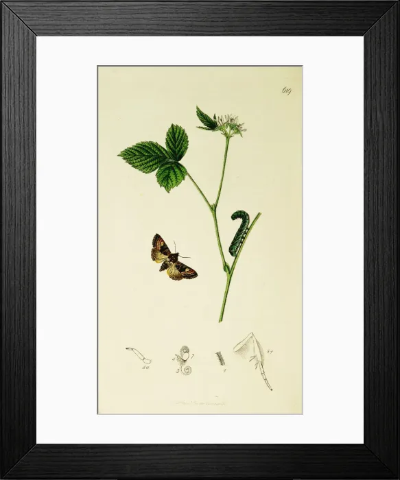 Framed Print : Curtis British Entomology Plate 619 Framed Print : Curtis British Entomology Plate 619