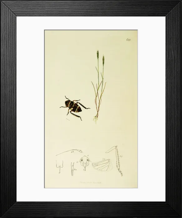 Framed Print : Curtis British Entomology Plate 620 Framed Print : Curtis British Entomology Plate 620