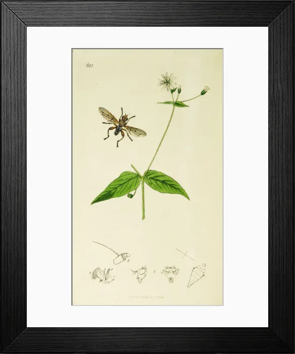 Framed Print : Curtis British Entomology Plate 621 Framed Print : Curtis British Entomology Plate 621