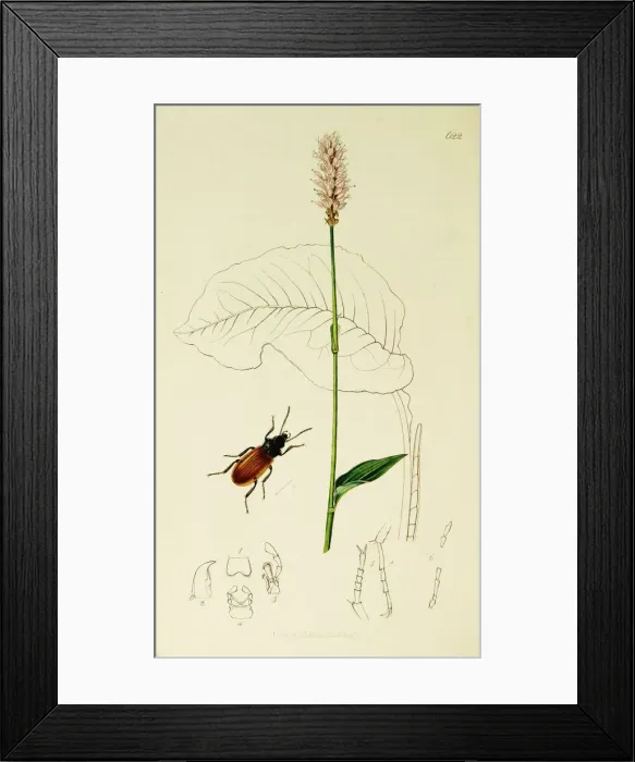 Framed Print : Curtis British Entomology Plate 622 Framed Print : Curtis British Entomology Plate 622