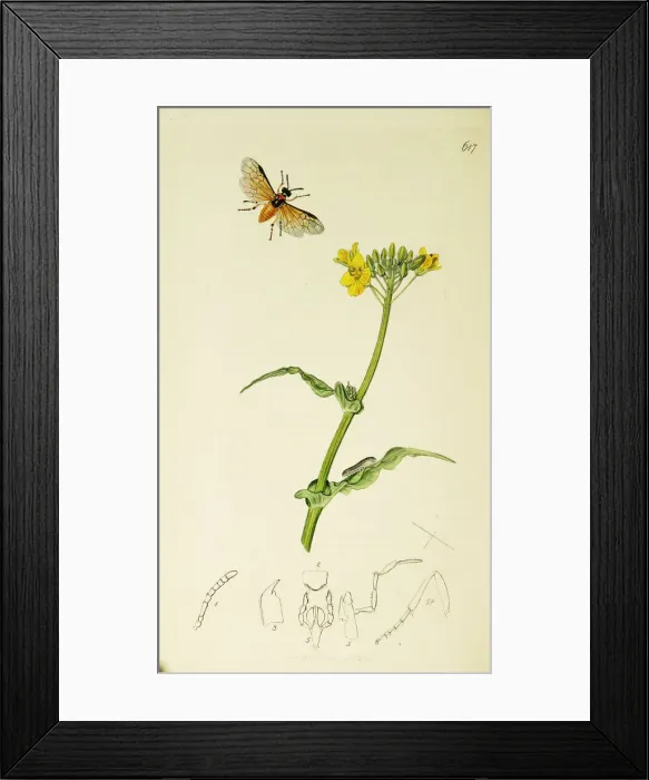 Framed Print : Curtis British Entomology Plate 617 Framed Print : Curtis British Entomology Plate 617