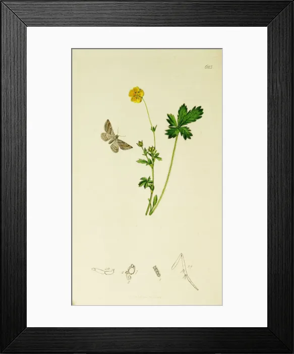 Framed Print : Curtis British Entomology Plate 623 Framed Print : Curtis British Entomology Plate 623
