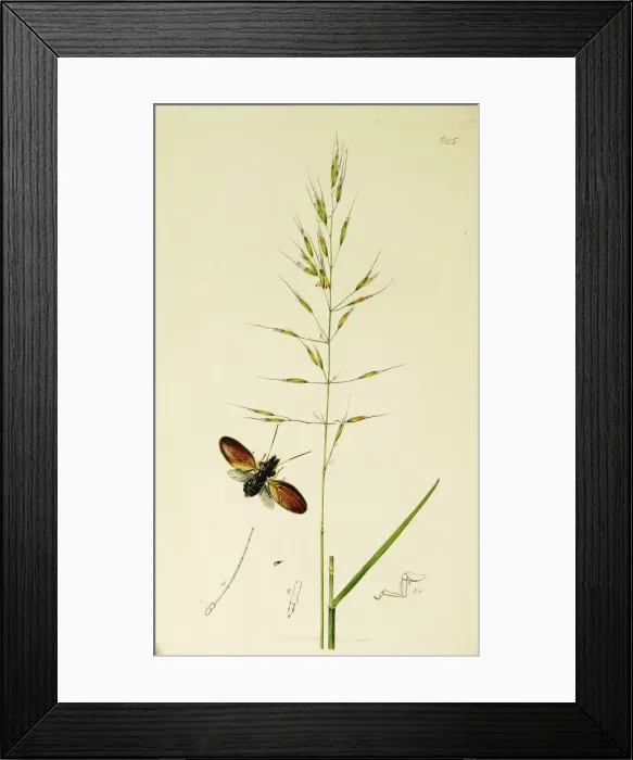 Framed Print : Curtis British Entomology Plate 625 Framed Print : Curtis British Entomology Plate 625