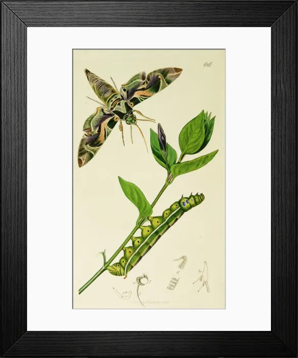 Framed Print : Curtis British Entomology Plate 626 Framed Print : Curtis British Entomology Plate 626