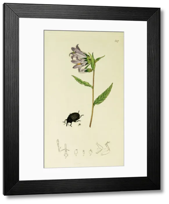 Framed Print : Curtis British Entomology Plate 627 Framed Print : Curtis British Entomology Plate 627
