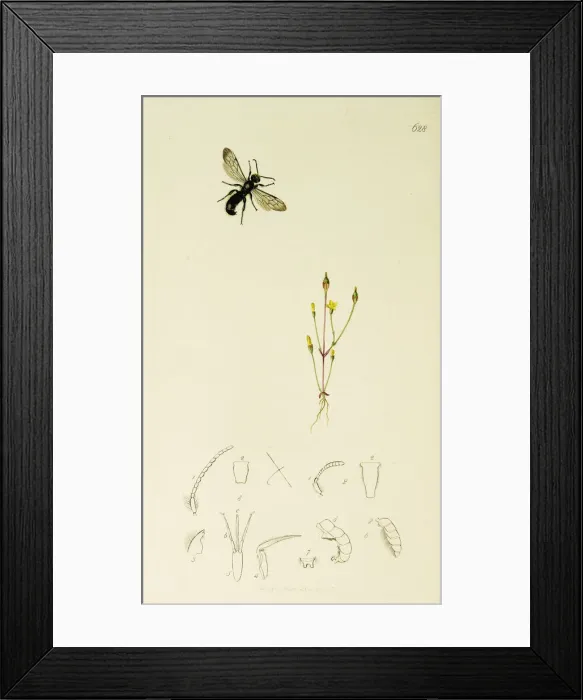 Framed Print : Curtis British Entomology Plate 628 Framed Print : Curtis British Entomology Plate 628