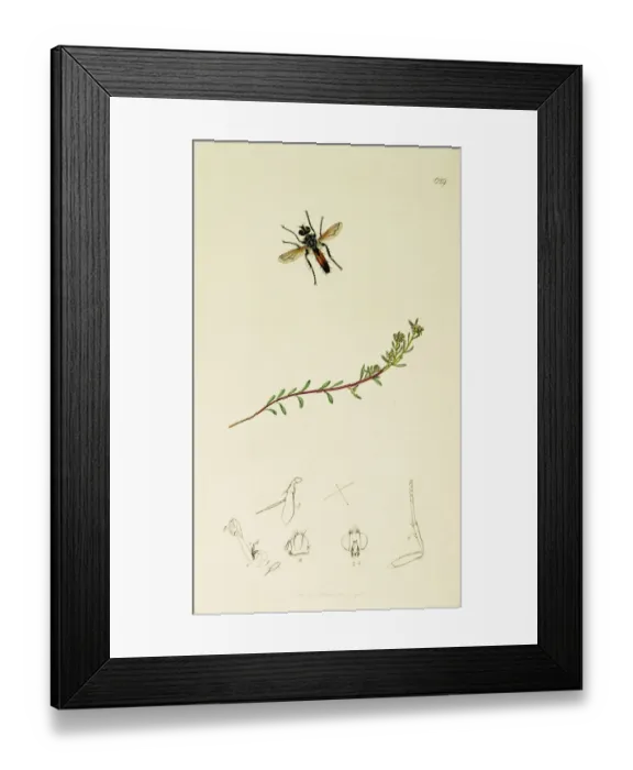 Framed Print : Curtis British Entomology Plate 629 Framed Print : Curtis British Entomology Plate 629