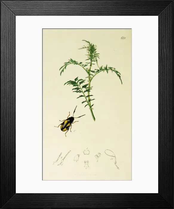 Framed Print : Curtis British Entomology Plate 630 Framed Print : Curtis British Entomology Plate 630
