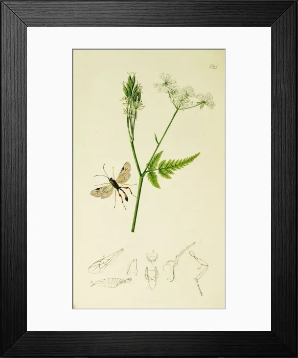 Framed Print : Curtis British Entomology Plate 624 Framed Print : Curtis British Entomology Plate 624