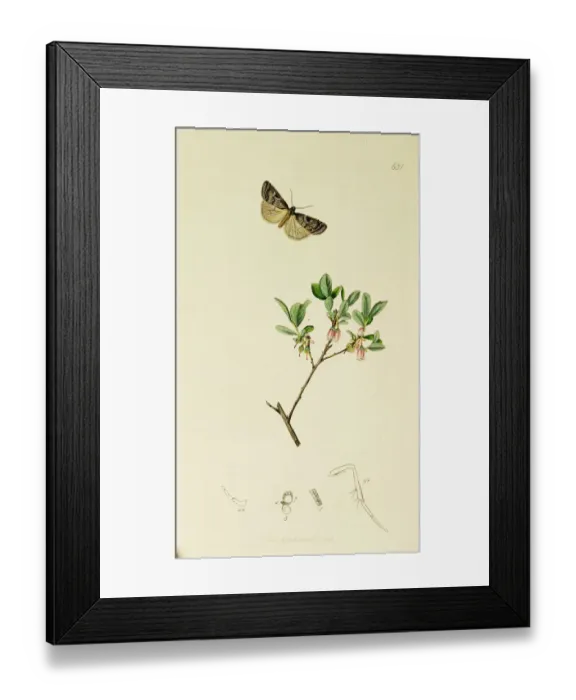 Framed Print : Curtis British Entomology Plate 631 Framed Print : Curtis British Entomology Plate 631