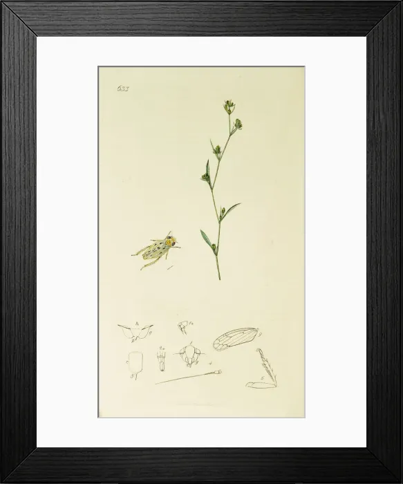Framed Print : Curtis British Entomology Plate 633 Framed Print : Curtis British Entomology Plate 633