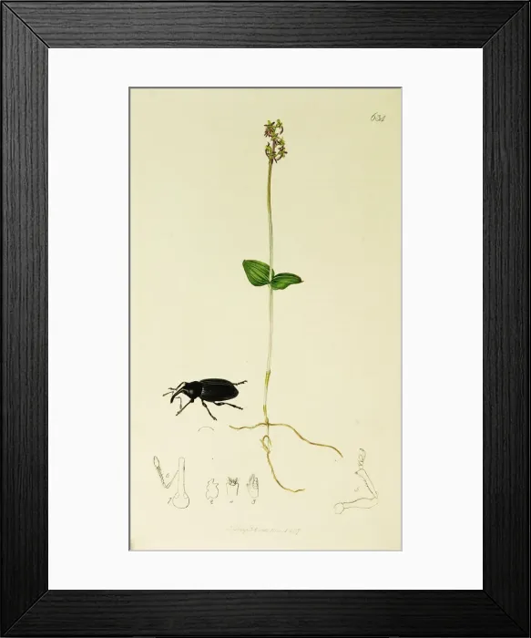 Framed Print : Curtis British Entomology Plate 634 Framed Print : Curtis British Entomology Plate 634