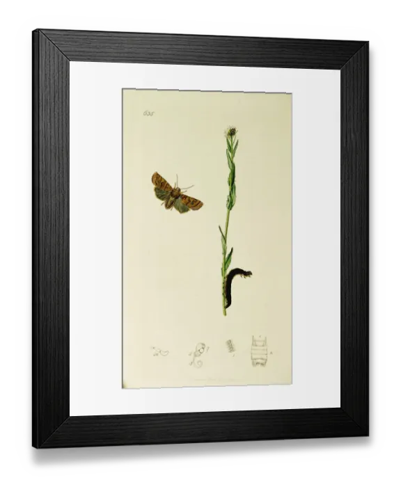 Framed Print : Curtis British Entomology Plate 635 Framed Print : Curtis British Entomology Plate 635