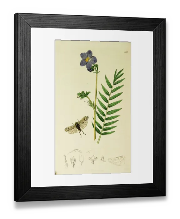 Framed Print : Curtis British Entomology Plate 636 Framed Print : Curtis British Entomology Plate 636