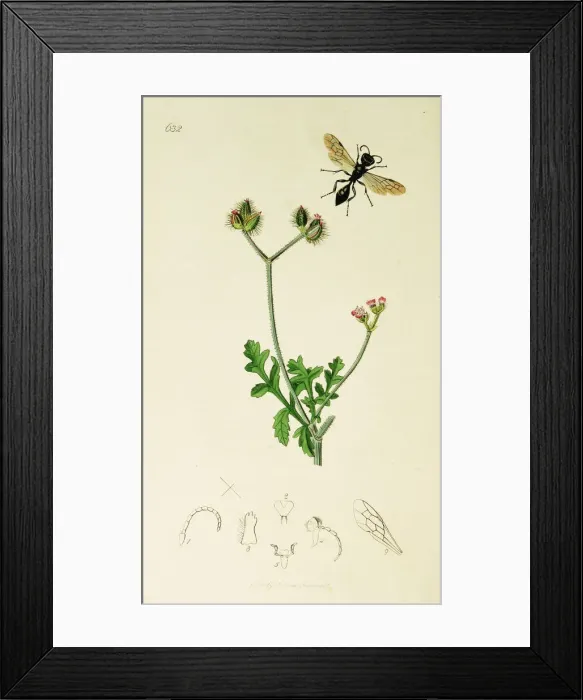 Framed Print : Curtis British Entomology Plate 632 Framed Print : Curtis British Entomology Plate 632